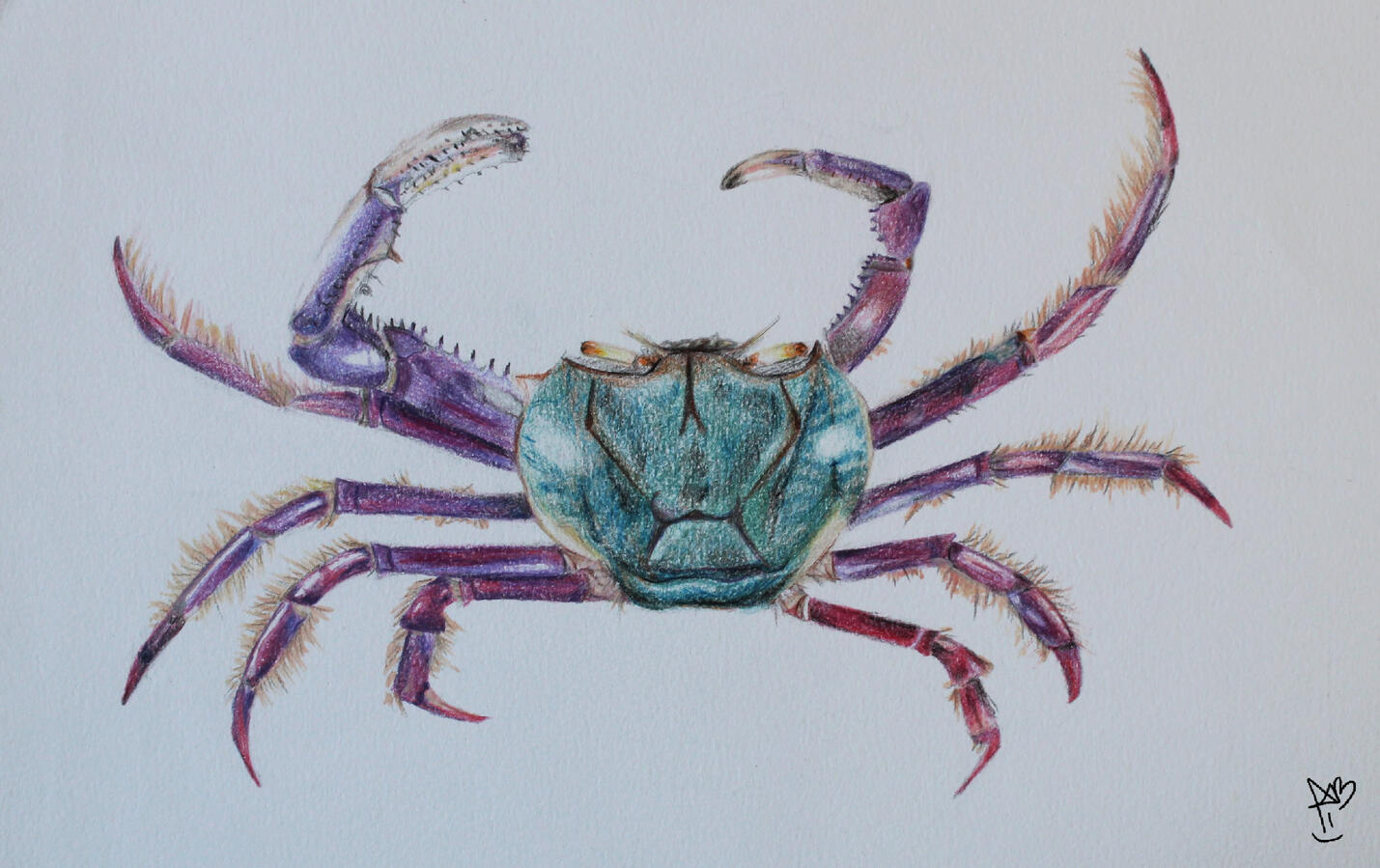 Ana Beatriz Oliveira Ucides cordatus (Caranguejo-uçá), 28x18cm, lápis de cor sobre papel 200g/m², 2026.